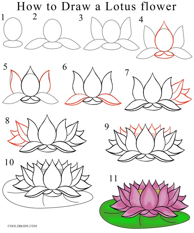 How To Draw Lotus Flower Step By Step Pictures Cool2bkids - Riset