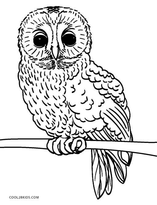 Baby Owls Coloring Pages 6