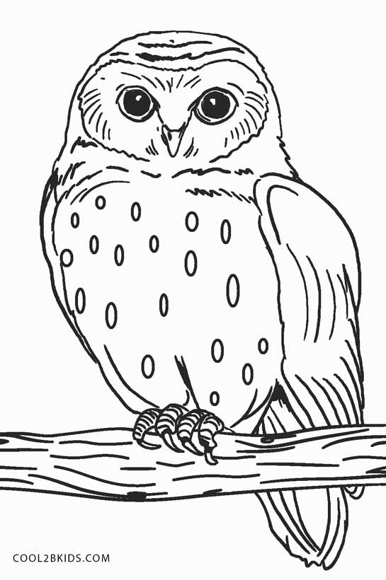 Coloring Pages For Owls 6