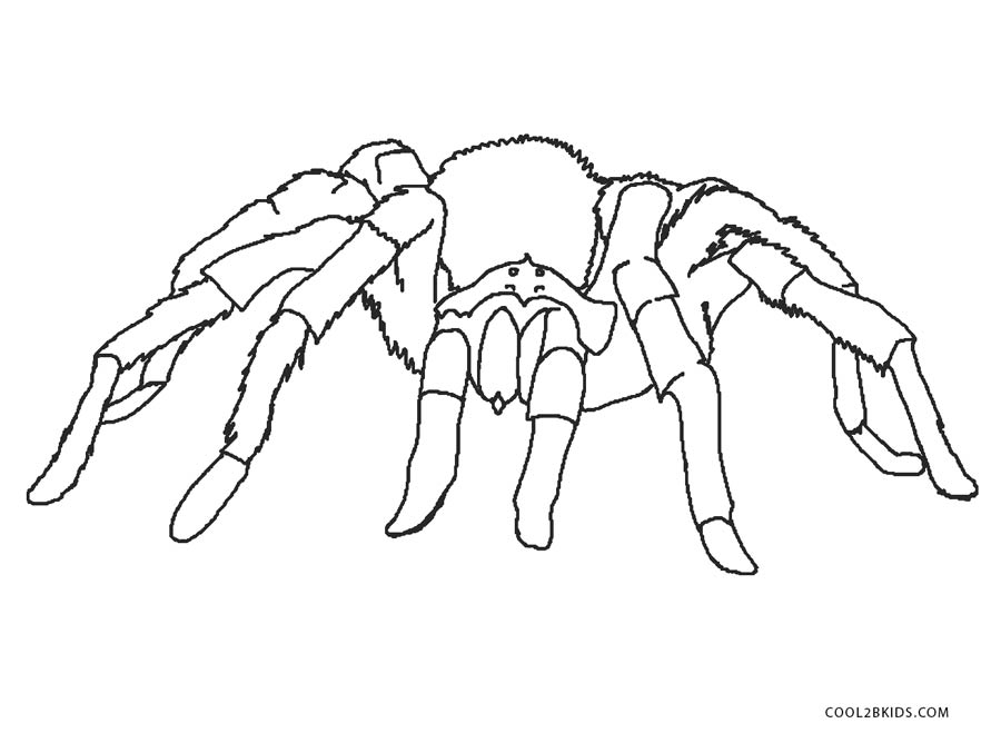 Free Printable Spider Coloring Pages For Kids Cool2bKids