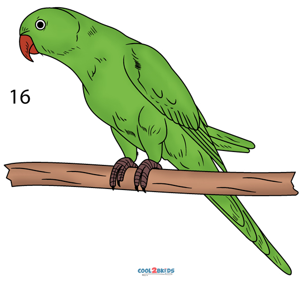 how to draw a parrot step by step