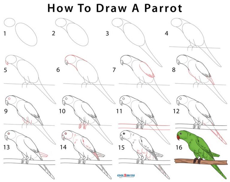 How To Draw A Parrot Step By Step Pictures
