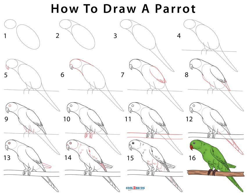 Page shows how to learn step by step to draw a cute parrot. Developing  children skills for drawing and coloring. Vector image. Stock Vector |  Adobe Stock