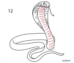 How to Draw a Snake (Step by Step Pictures)