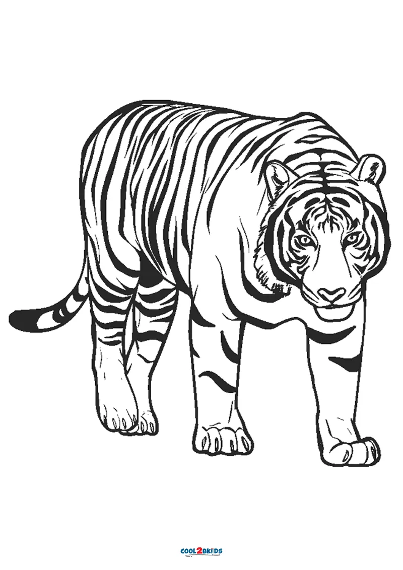 FREE! - Tiger Outline Drawing | How to Draw a Tiger - Twinkl