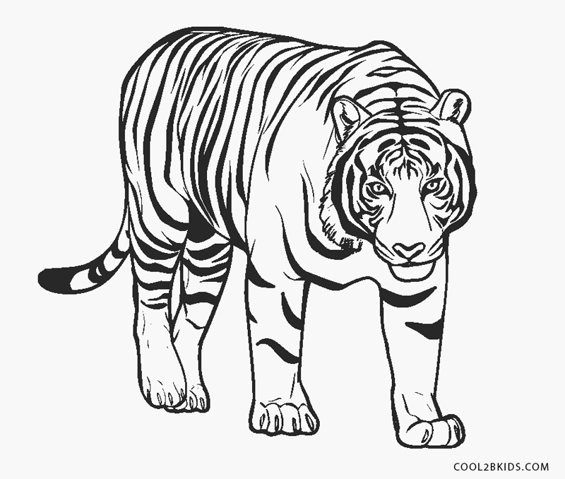 dibujos de tigre para colorear páginas para imprimir gratis