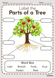 Parts of a Tree Worksheet - Cool2bKids