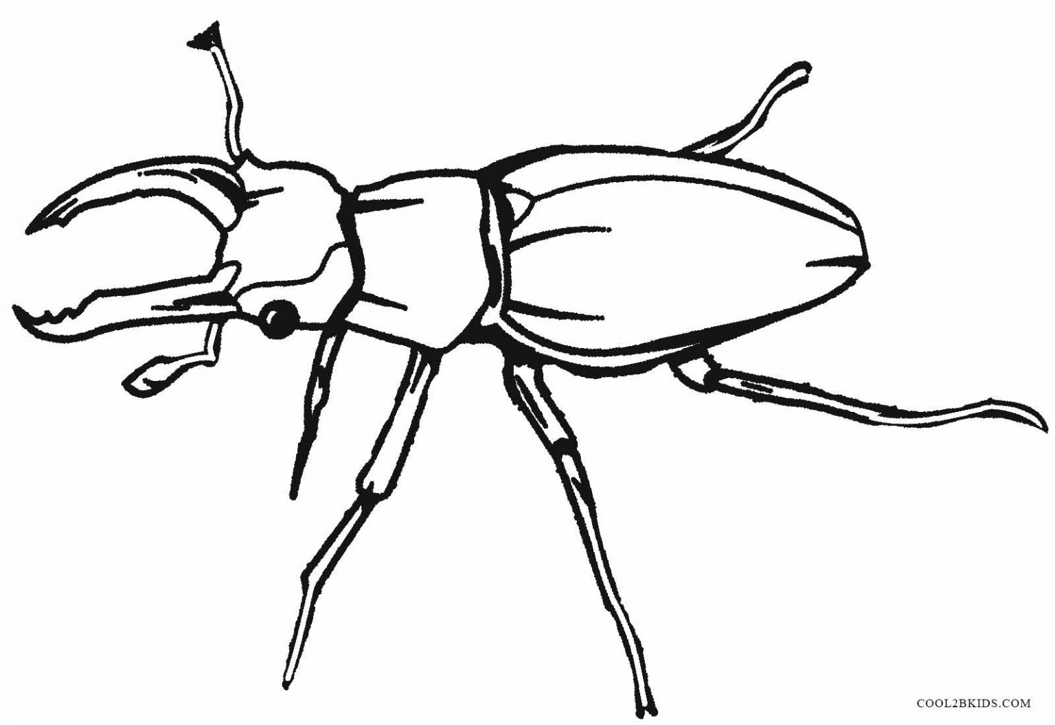 Раскраска жуки и насекомые