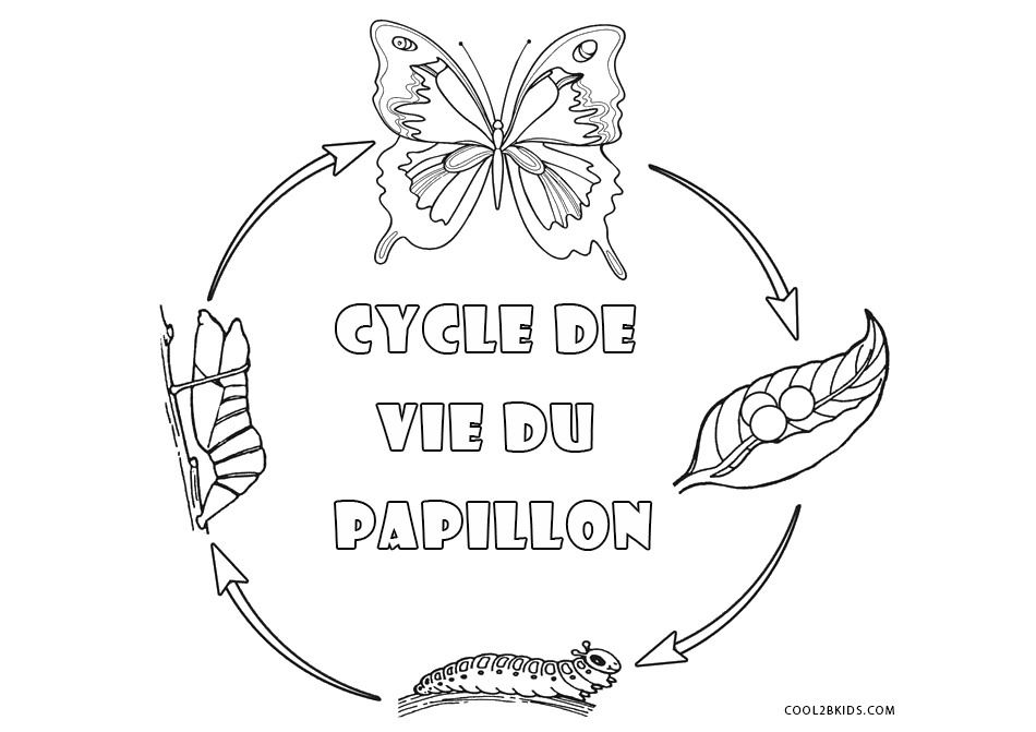 Coloriages  Papillon  Coloriages Gratuits à Imprimer