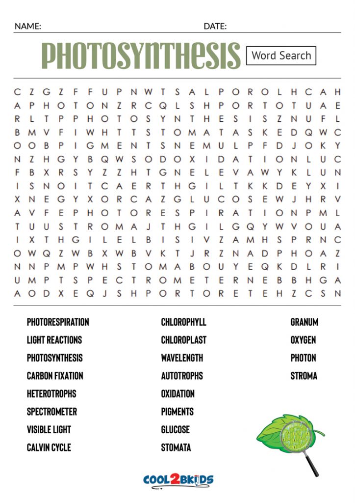 Photosynthesis And Respiration Word Search