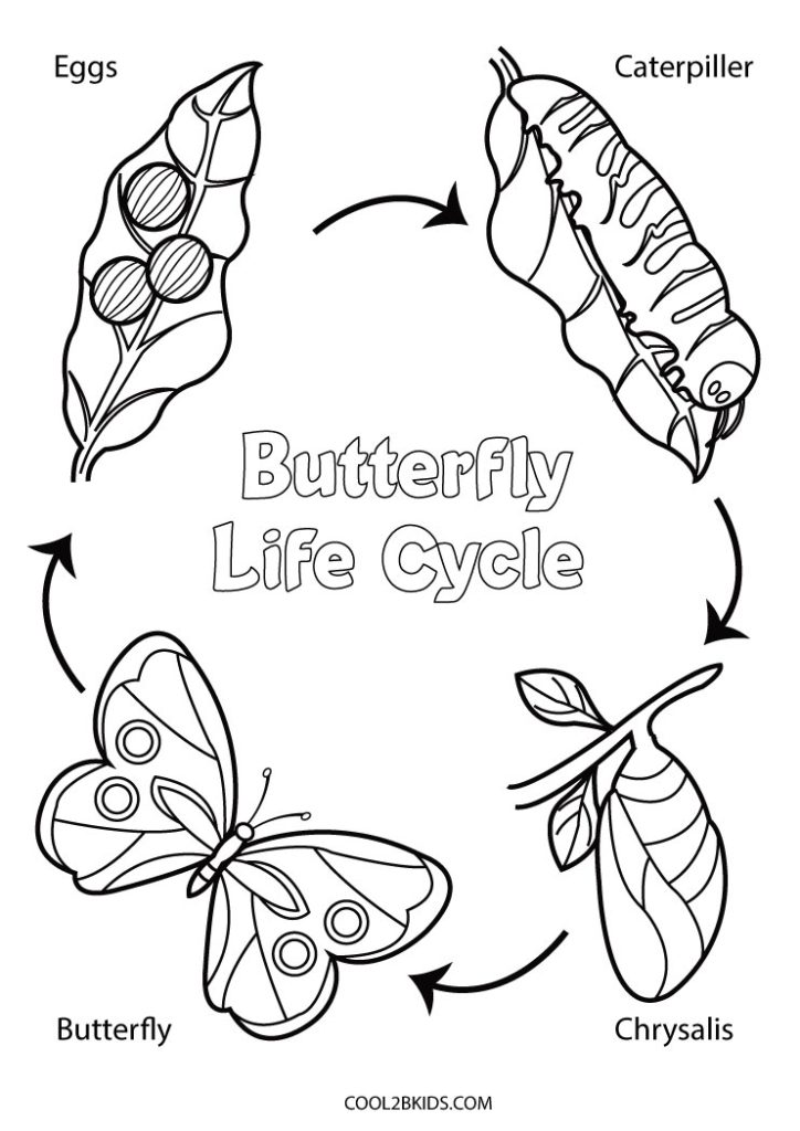 Free Printable Life Cycle of a Butterfly Coloring Pages For Kids